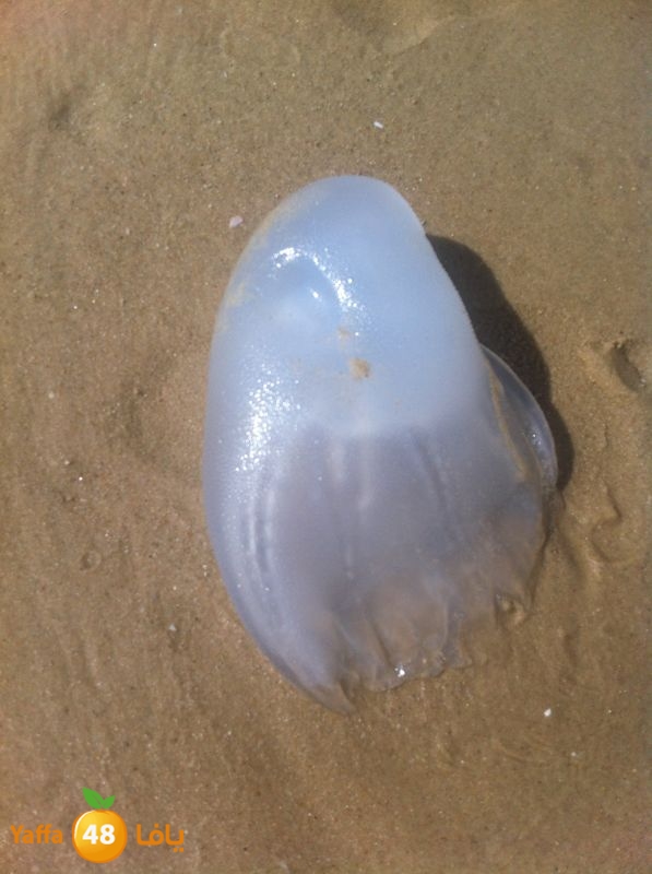 qandeel el ba7r629 (3).jpg